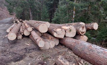 FOTO: Podnet na nelegálnu ťažbu inšpekcia preverila až keď bolo drevo odvezené
