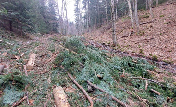 FOTO: Podnet na nelegálnu ťažbu inšpekcia preverila až keď bolo drevo odvezené