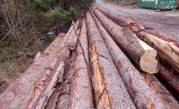 FOTO: Podnet na nelegálnu ťažbu inšpekcia preverila až keď bolo drevo odvezené