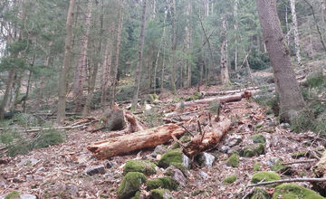 FOTO: Podnet na nelegálnu ťažbu inšpekcia preverila až keď bolo drevo odvezené