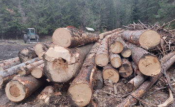 FOTO: Podnet na nelegálnu ťažbu inšpekcia preverila až keď bolo drevo odvezené