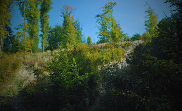 FOTO: Muž pri Poltári vyrúbal stromy za desaťtisíce eur, prípad ide pred súd