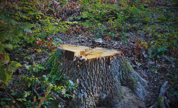 FOTO: Muž pri Poltári vyrúbal stromy za desaťtisíce eur, prípad ide pred súd
