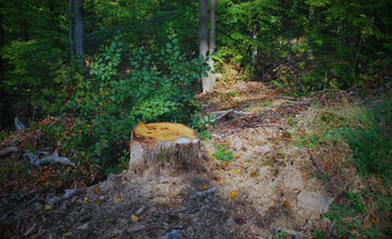 FOTO: Muž pri Poltári vyrúbal stromy za desaťtisíce eur, prípad ide pred súd