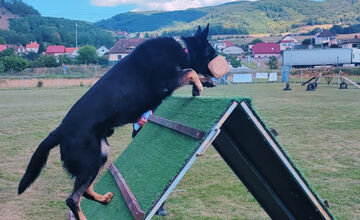 FOTO: Na Kováčovej súťažili psovodi, pozrite si, ako dopadli majstrovstvá kraja v klasickej kynológii