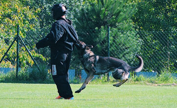 FOTO: Na Kováčovej súťažili psovodi, pozrite si, ako dopadli majstrovstvá kraja v klasickej kynológii