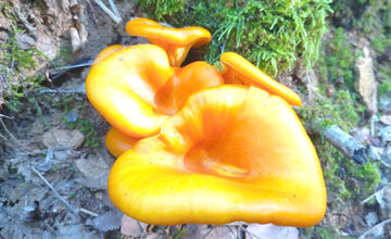 FOTO: Hubári z Banskobystrického kraja sa chvália svojimi úlovkami