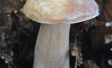 FOTO: Hubári z Banskobystrického kraja sa chvália svojimi úlovkami