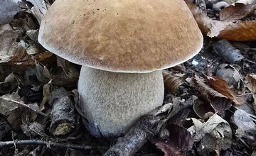 FOTO: Hubári z Banskobystrického kraja sa chvália svojimi úlovkami