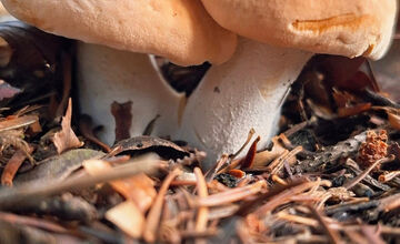 FOTO: Hubári z Banskobystrického kraja sa chvália svojimi úlovkami