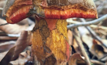 FOTO: Hubári z Banskobystrického kraja sa chvália svojimi úlovkami