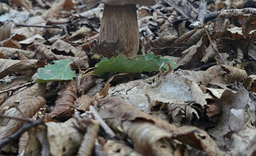 FOTO: Hubári z Banskobystrického kraja sa chvália svojimi úlovkami
