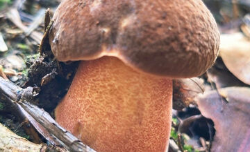 FOTO: Hubári z Banskobystrického kraja sa chvália svojimi úlovkami