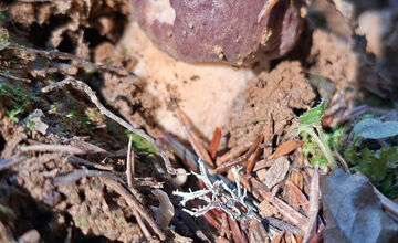 FOTO: Hubári z Banskobystrického kraja sa chvália svojimi úlovkami