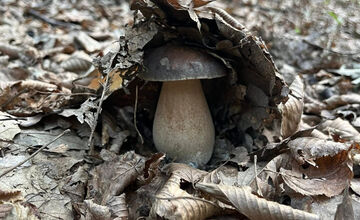 FOTO: Hubári z Banskobystrického kraja sa chvália svojimi úlovkami