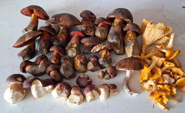 FOTO: Hubári z Banskobystrického kraja sa chvália svojimi úlovkami