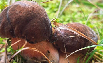 FOTO: Hubári z Banskobystrického kraja sa chvália svojimi úlovkami