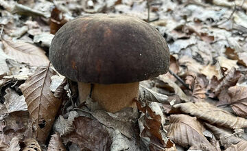 FOTO: Hubári z Banskobystrického kraja sa chvália svojimi úlovkami