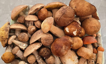 FOTO: Hubári z Banskobystrického kraja sa chvália svojimi úlovkami