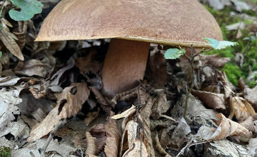 FOTO: Hubári z Banskobystrického kraja sa chvália svojimi úlovkami