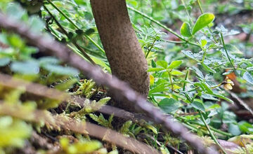 FOTO: Hubári z Banskobystrického kraja sa chvália svojimi úlovkami