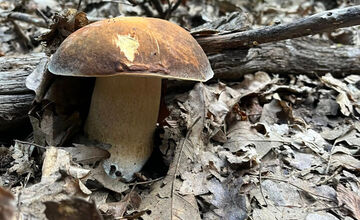 FOTO: Hubári z Banskobystrického kraja sa chvália svojimi úlovkami