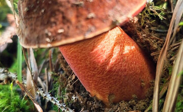 FOTO: Hubári z Banskobystrického kraja sa chvália svojimi úlovkami