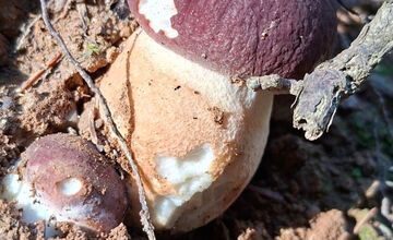 FOTO: Hubári z Banskobystrického kraja sa chvália svojimi úlovkami