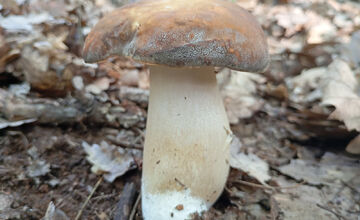 FOTO: Hubári z Banskobystrického kraja sa chvália svojimi úlovkami