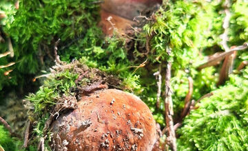 FOTO: Hubári z Banskobystrického kraja sa chvália svojimi úlovkami