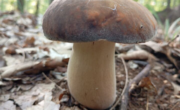 FOTO: Hubári z Banskobystrického kraja sa chvália svojimi úlovkami