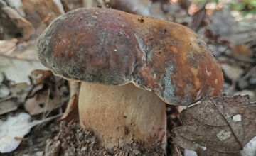 FOTO: Hubári z Banskobystrického kraja sa chvália svojimi úlovkami