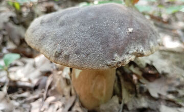 FOTO: Hubári z Banskobystrického kraja sa chvália svojimi úlovkami