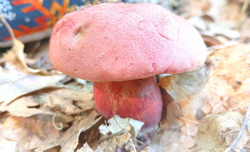 FOTO: Hubári z Banskobystrického kraja sa chvália svojimi úlovkami