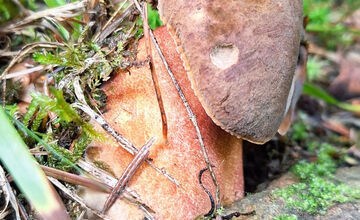 FOTO: Hubári z Banskobystrického kraja sa chvália svojimi úlovkami