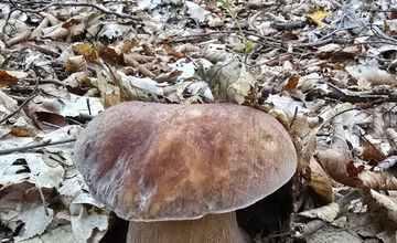 FOTO: Hubári z Banskobystrického kraja sa chvália svojimi úlovkami