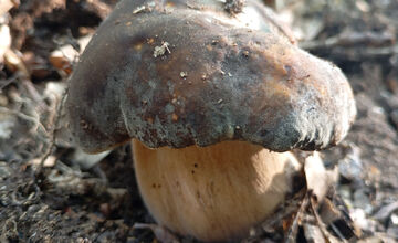 FOTO: Hubári z Banskobystrického kraja sa chvália svojimi úlovkami