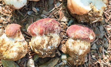 FOTO: Hubári z Banskobystrického kraja sa chvália svojimi úlovkami