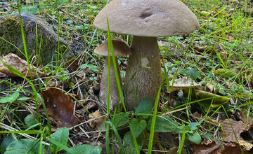 FOTO: Hubári z Banskobystrického kraja sa chvália svojimi úlovkami