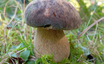 FOTO: Hubári z Banskobystrického kraja sa chvália svojimi úlovkami