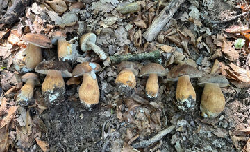 FOTO: Hubári z Banskobystrického kraja sa chvália svojimi úlovkami