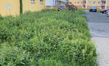FOTO: Na jednom sídlisku vo Zvolene je pokosené, na inom vysoká tráva. Prečo?