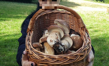 FOTO: S dubákmi sa roztrhlo vrece už aj na Horehroní