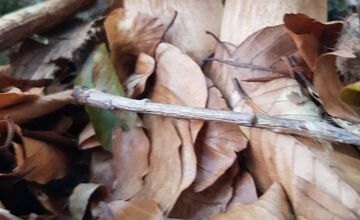 FOTO: S dubákmi sa roztrhlo vrece už aj na Horehroní