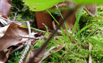 FOTO: S dubákmi sa roztrhlo vrece už aj na Horehroní