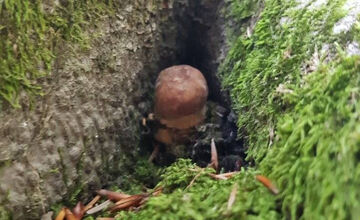 FOTO: S dubákmi sa roztrhlo vrece už aj na Horehroní