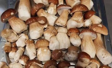 FOTO: S dubákmi sa roztrhlo vrece už aj na Horehroní