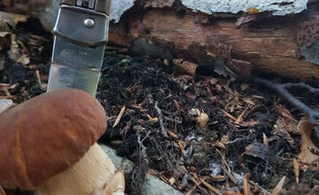 FOTO: S dubákmi sa roztrhlo vrece už aj na Horehroní