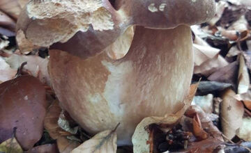 FOTO: S dubákmi sa roztrhlo vrece už aj na Horehroní