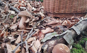 FOTO: S dubákmi sa roztrhlo vrece už aj na Horehroní